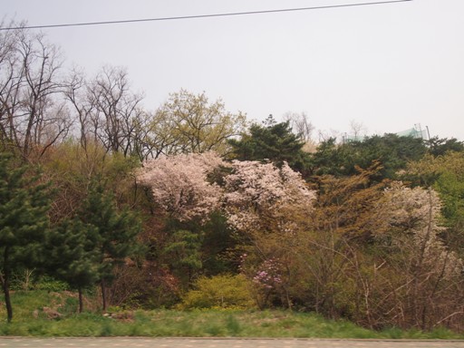 ソウル－南山の桜
