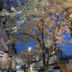 韓国　ソウル　花見　桜並木