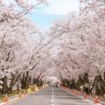 韓国　慶州　桜　花見