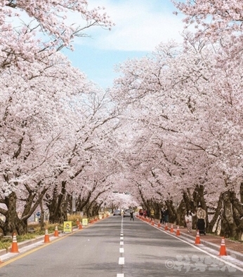 韓国　慶州　桜　花見